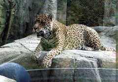 Jaguar_61811