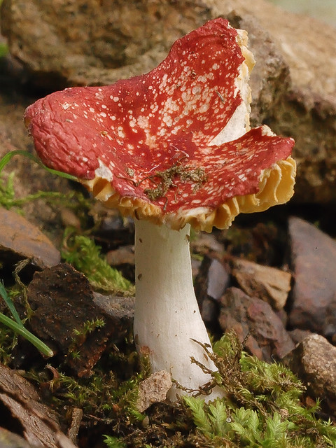 Cuivre River State Park, near Troy, Missouri, USA - red mushroom