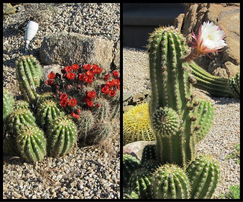 Blooming Cacti