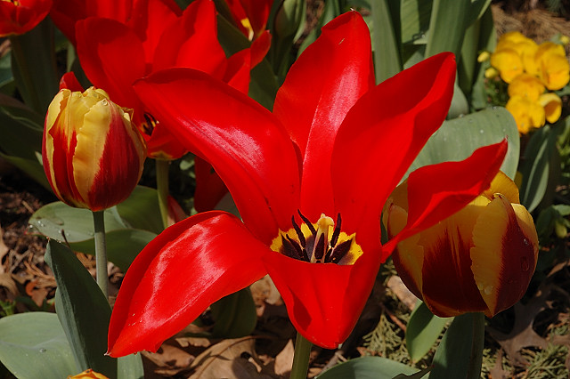 Missouri Botanical Garden (Shaw's Garden), in Saint Louis, Missouri, USA - red tulip