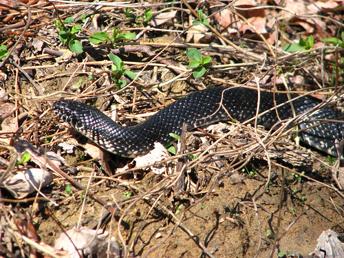 Black Rat Snake by paynehollow