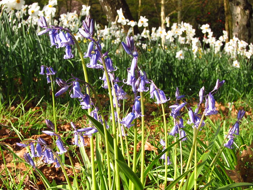 Bluebells and Daffodils in Cannizaro Park, Wimbledon