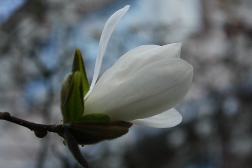magnolia, full bloom.