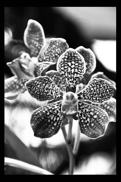 Black And White Orchid