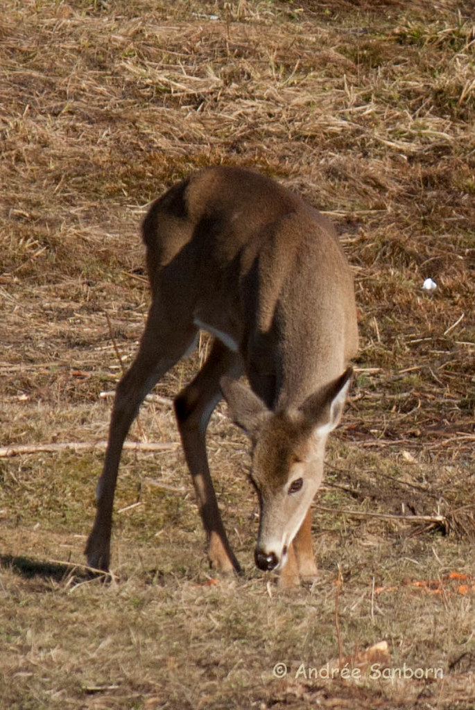 White-tailed doe (18 of 27).jpg