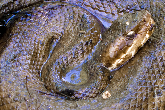 big thicket cottonmouth