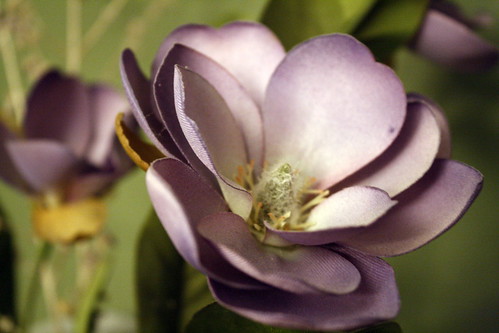 [109/365] Purple Flowers