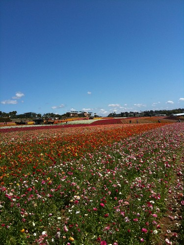 The Flower Fields