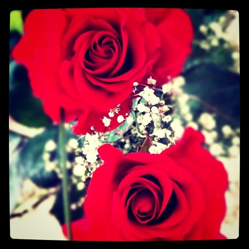 roses by himisunny