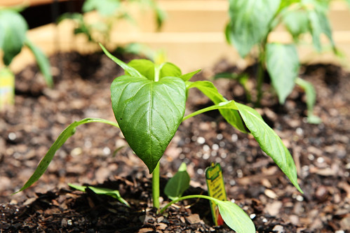 tips for Raised Garden Bell Peppers