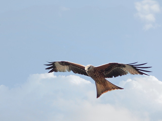 Red Kite, swooping low
