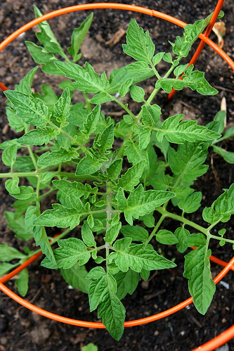 tomato leaves