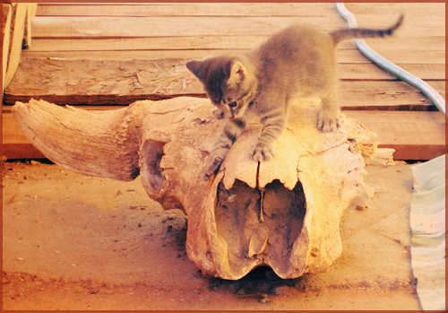 a kitten on a bison skull