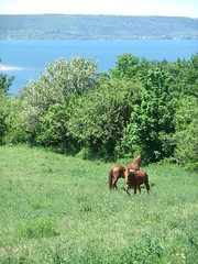 Digby horses