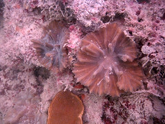 Pectina coral