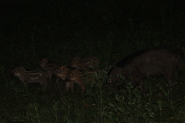 Wild Boar and Piglets