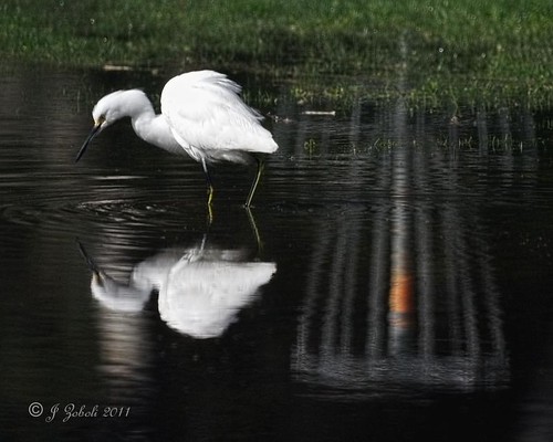Snowy Egret with Disc/Frisbee/Golf Game Basket Reflection