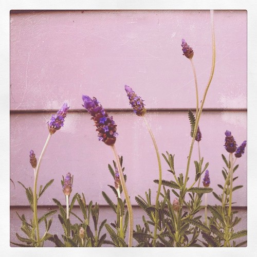 front porch lavendar