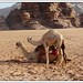 Wadi Rum www.chikvacaciones.com 48