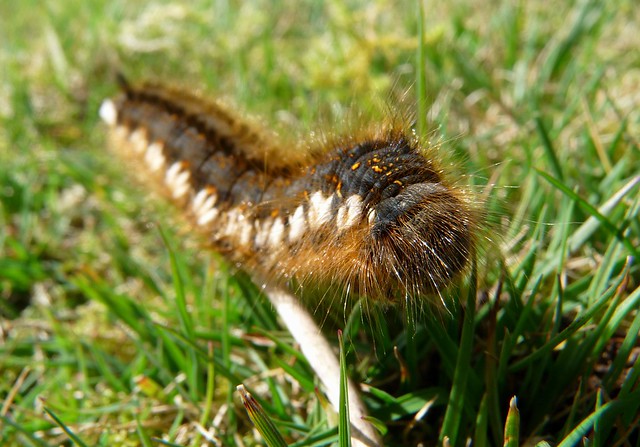 24133 - Drinker Moth Caterpillar (Euthrix potatoria)