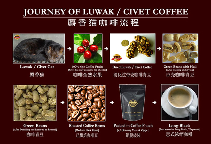 Journey-of-Luwak