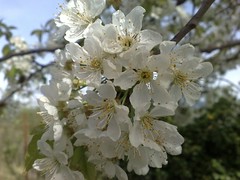 cherry ciliegio primaveraspringfioriflowercolorcolorin82nokia