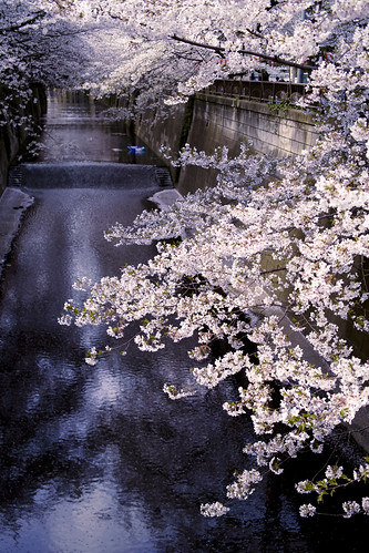 フリー写真素材|花・植物|桜・サクラ|ピンク色の花|日本|東京都|