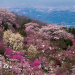 Sakura - Beautiful Fukushima