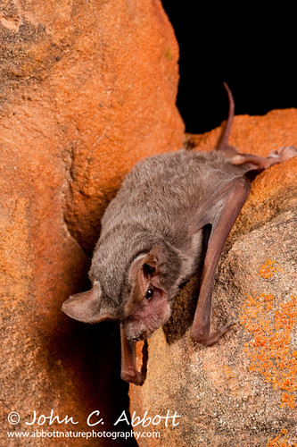 Mexican Free-tail Bat