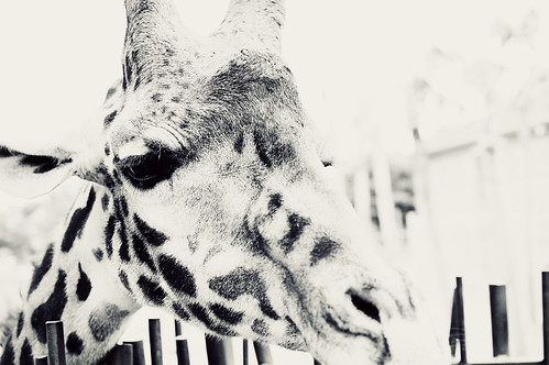 giraffe: up close