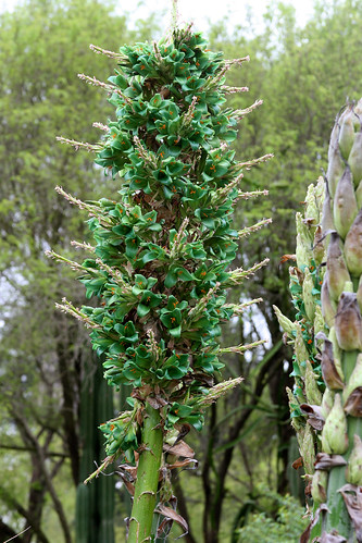 huntington mystery puya green
