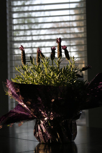 118:365,lavender morning