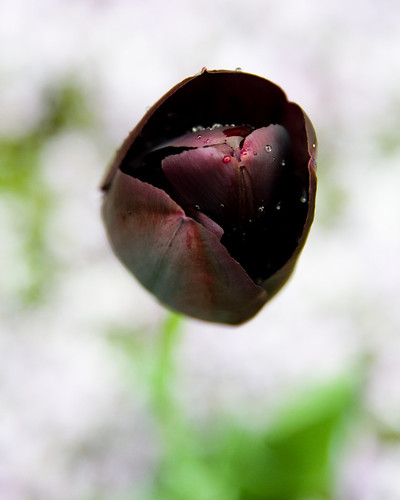 Black Tulip1