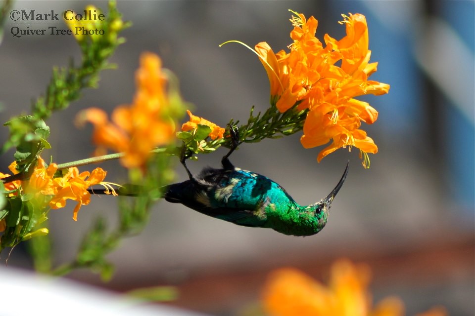 Travelling Tuesday: Flowers and Sunbirds