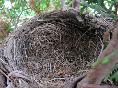Empty robin nest