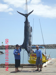 Huge Marlin from Hawaii