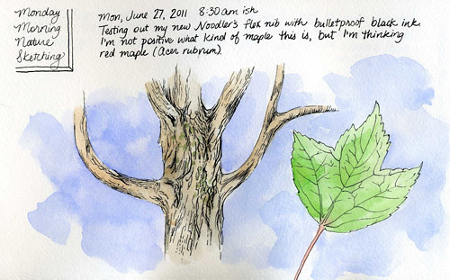 6-27-2011, Red Maple