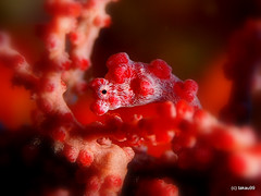 Pygmy seahorse - Okinawa, Japan