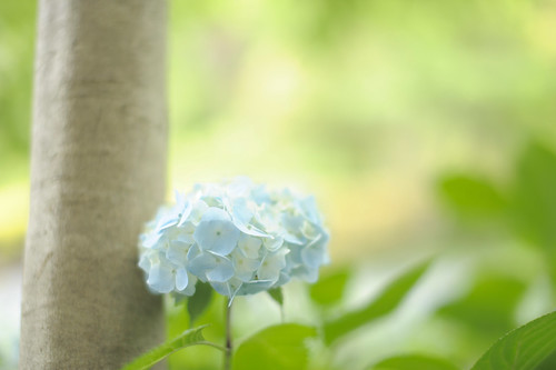 フリー写真素材|花・植物|紫陽花・アジサイ|