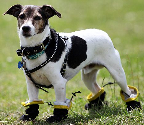 These boots are made for walkies Jaxs the terrier allergic to grass tries out his new shoes  2