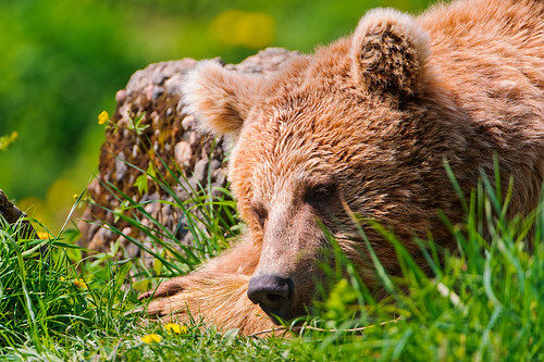  フリー写真素材, 動物, 哺乳類, 熊・クマ, 寝顔・寝ている,  