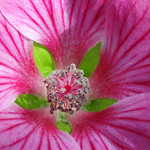 Cape Mallow and Focus Stacking