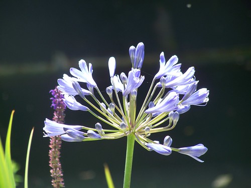 Flowers - close up