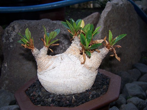 Euphorbia primulifolia by gregoriuz