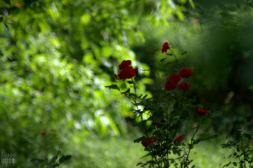 Rose Garden by fs999