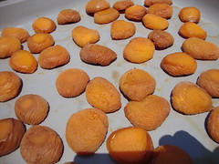 drying apricots