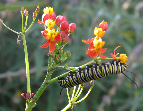 monarch caterpillars 2011