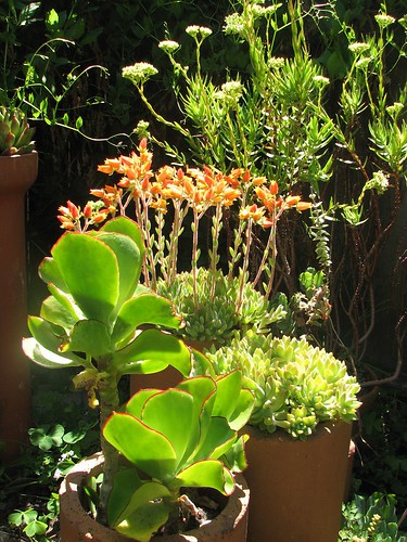 A succulent grouping planted in terra cotta drainage pipes by hortulus