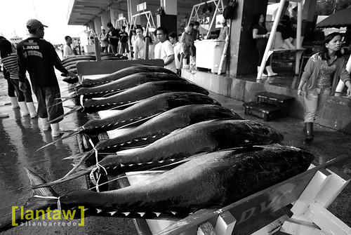 Tuna Lined up for Classification