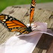 monarchs flight day_77